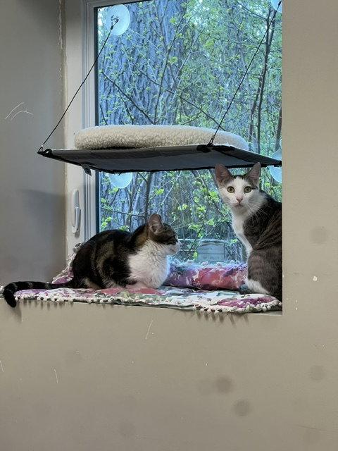 Cassie, a Adoptable Domestic Short Hair in Holland, MI image 3/3