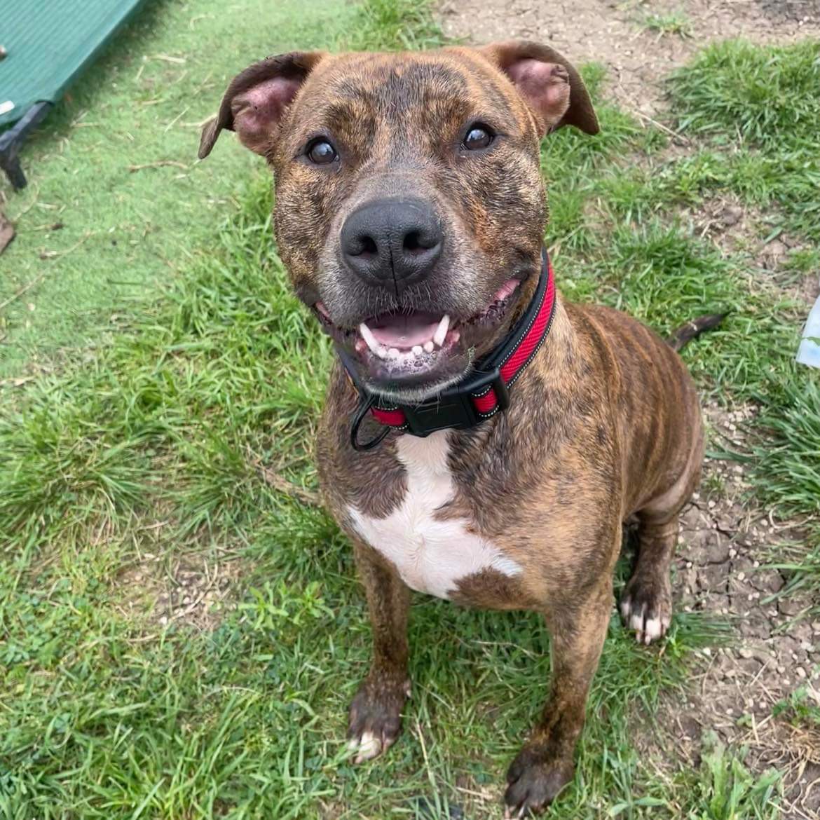 Enlarge *Achilles, a Adoptable Pit Bull Terrier in Justin, TX image 1/5