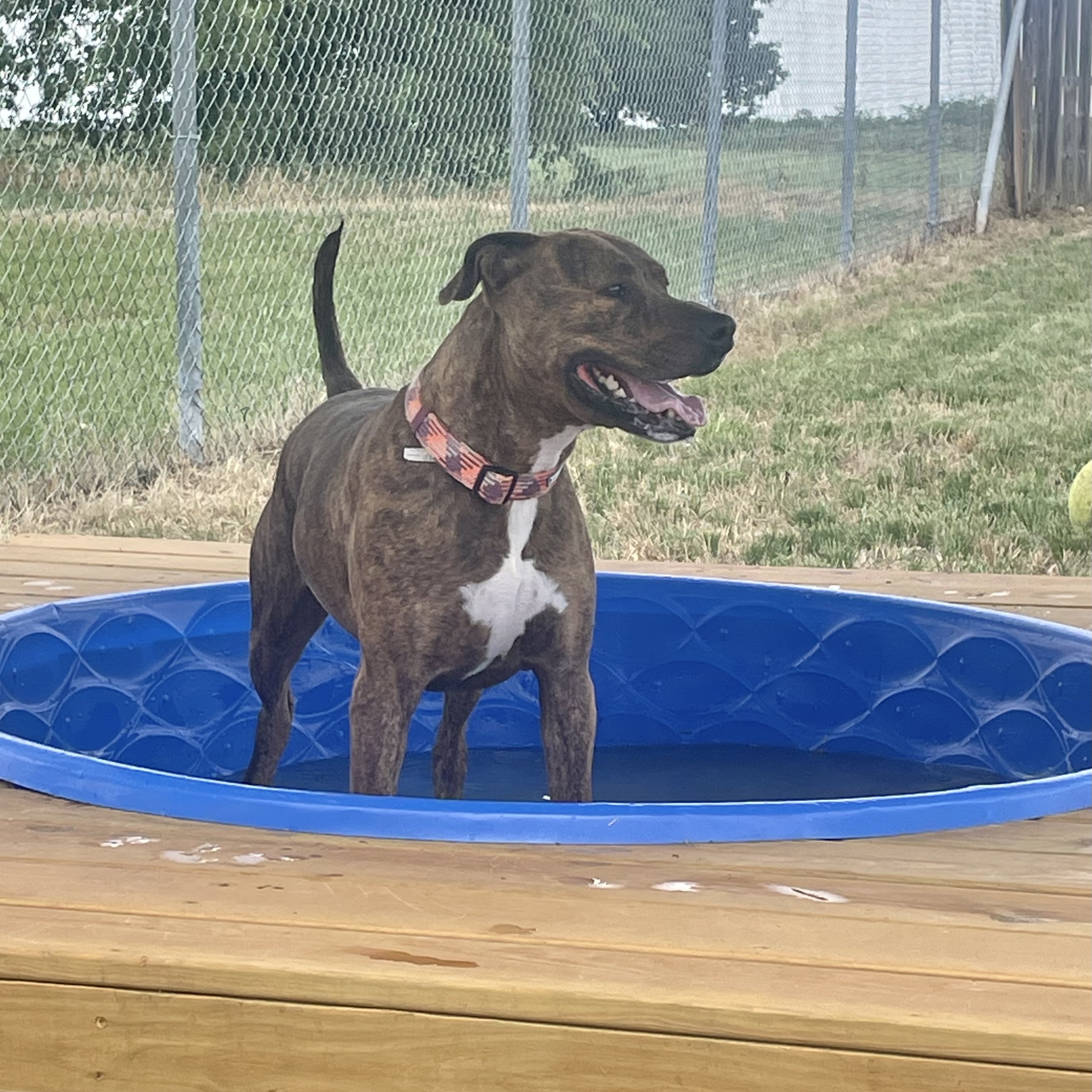 Enlarge *Achilles, a Adoptable Pit Bull Terrier in Justin, TX image 2/5