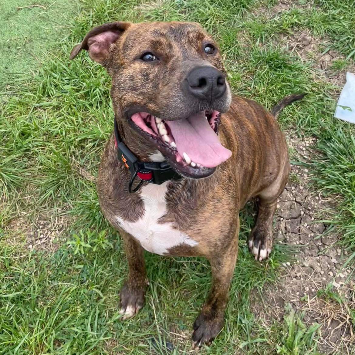 Enlarge *Achilles, a Adoptable Pit Bull Terrier in Justin, TX image 3/5