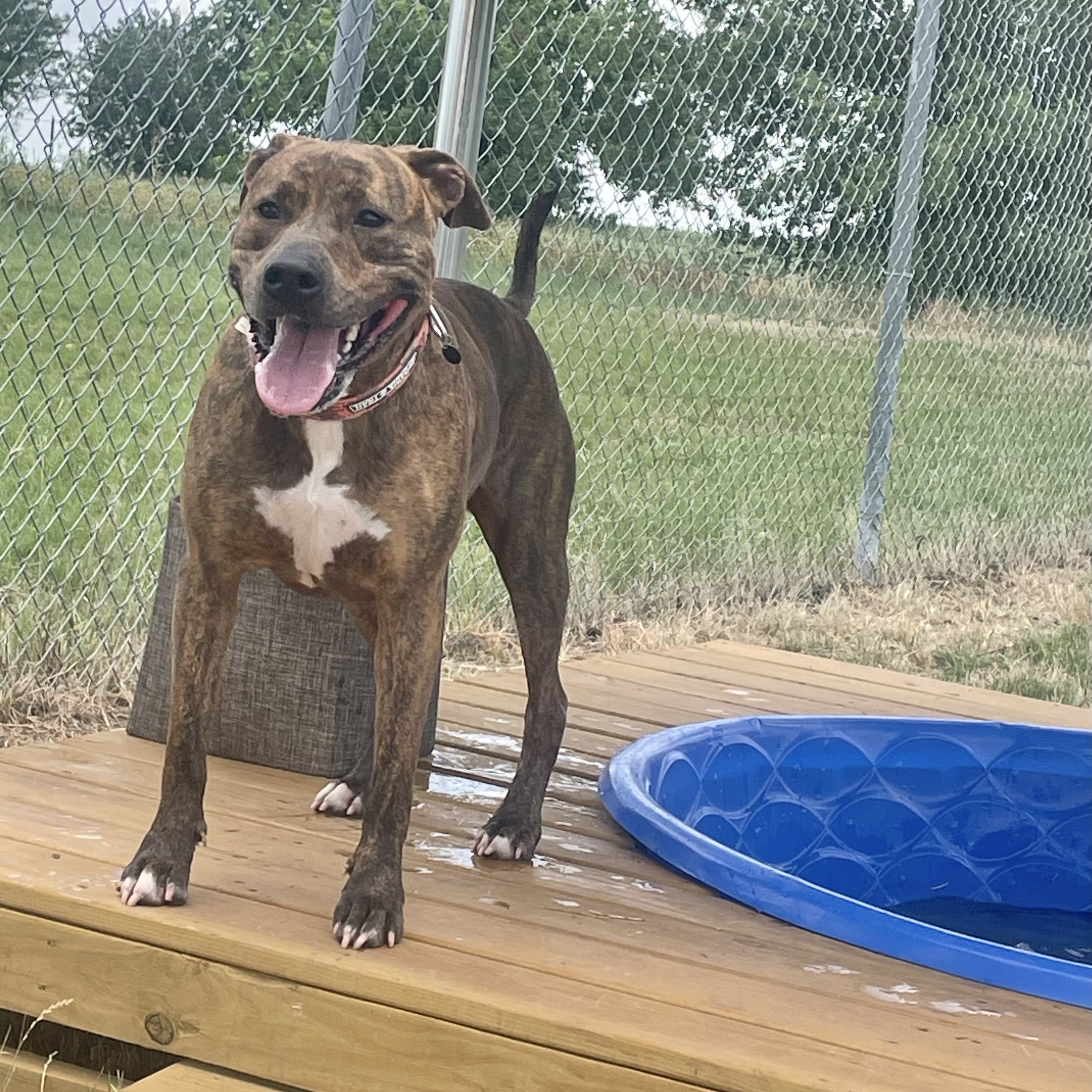 Enlarge *Achilles, a Adoptable Pit Bull Terrier in Justin, TX image 4/5