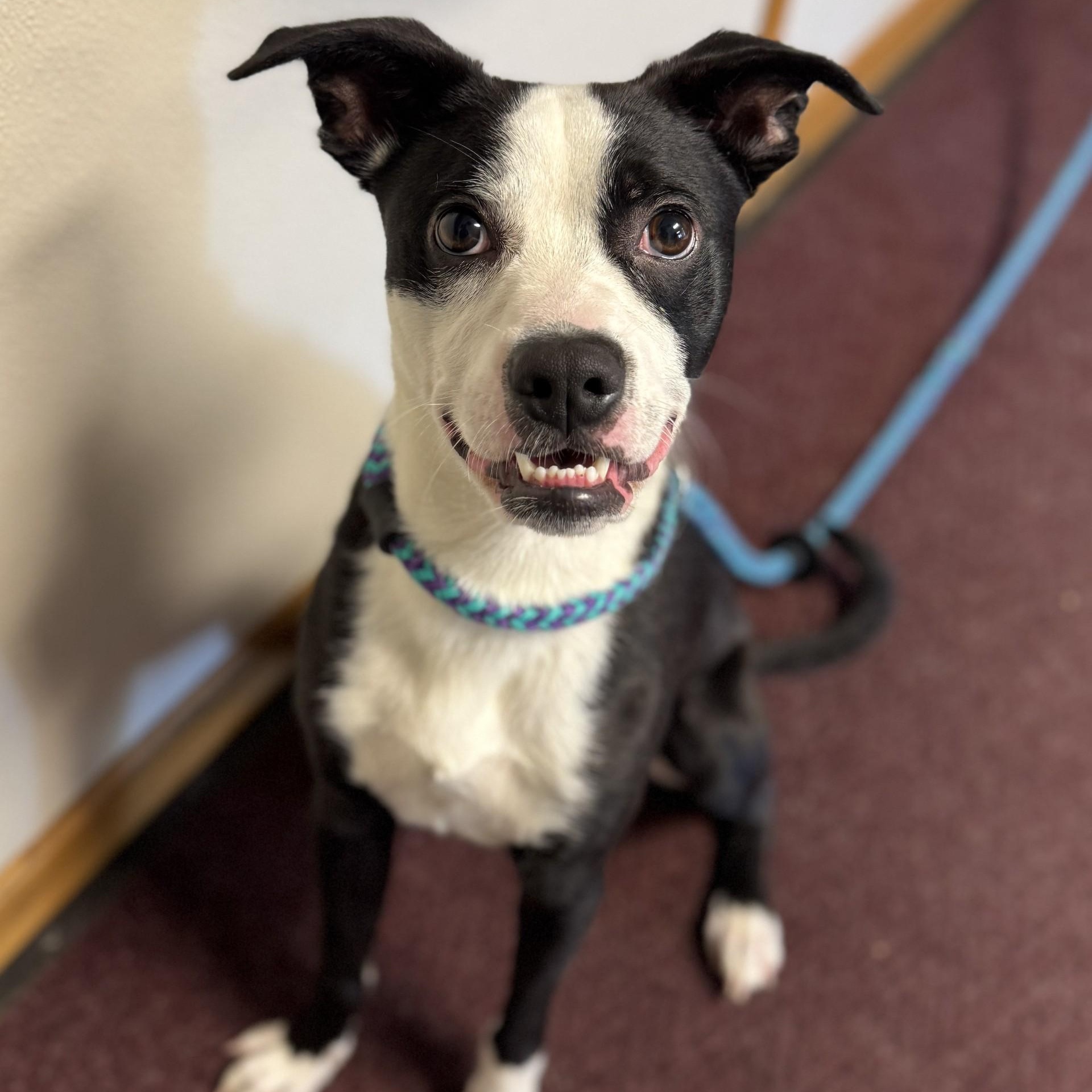 Enlarge Chip, a Adoptable mixed breed in Bay City, MI image 2/2