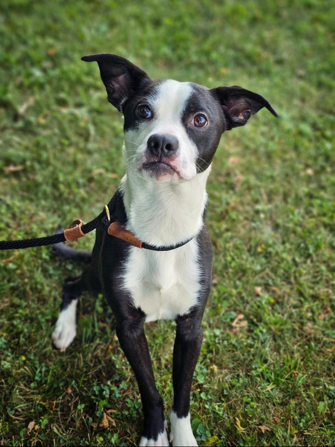 Chip, Adoptable, Adult Male Boston Terrier.