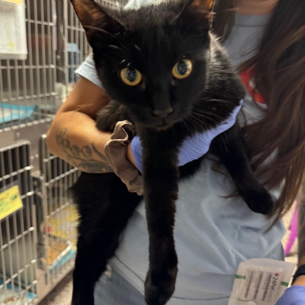 Edwina, a Adoptable Domestic Short Hair in Salt Lake City, UT image 1/2