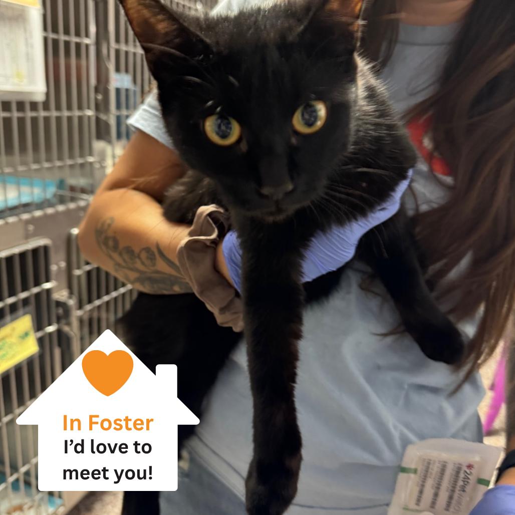 Edwina, a Adoptable Domestic Short Hair in Salt Lake City, UT image 2/2