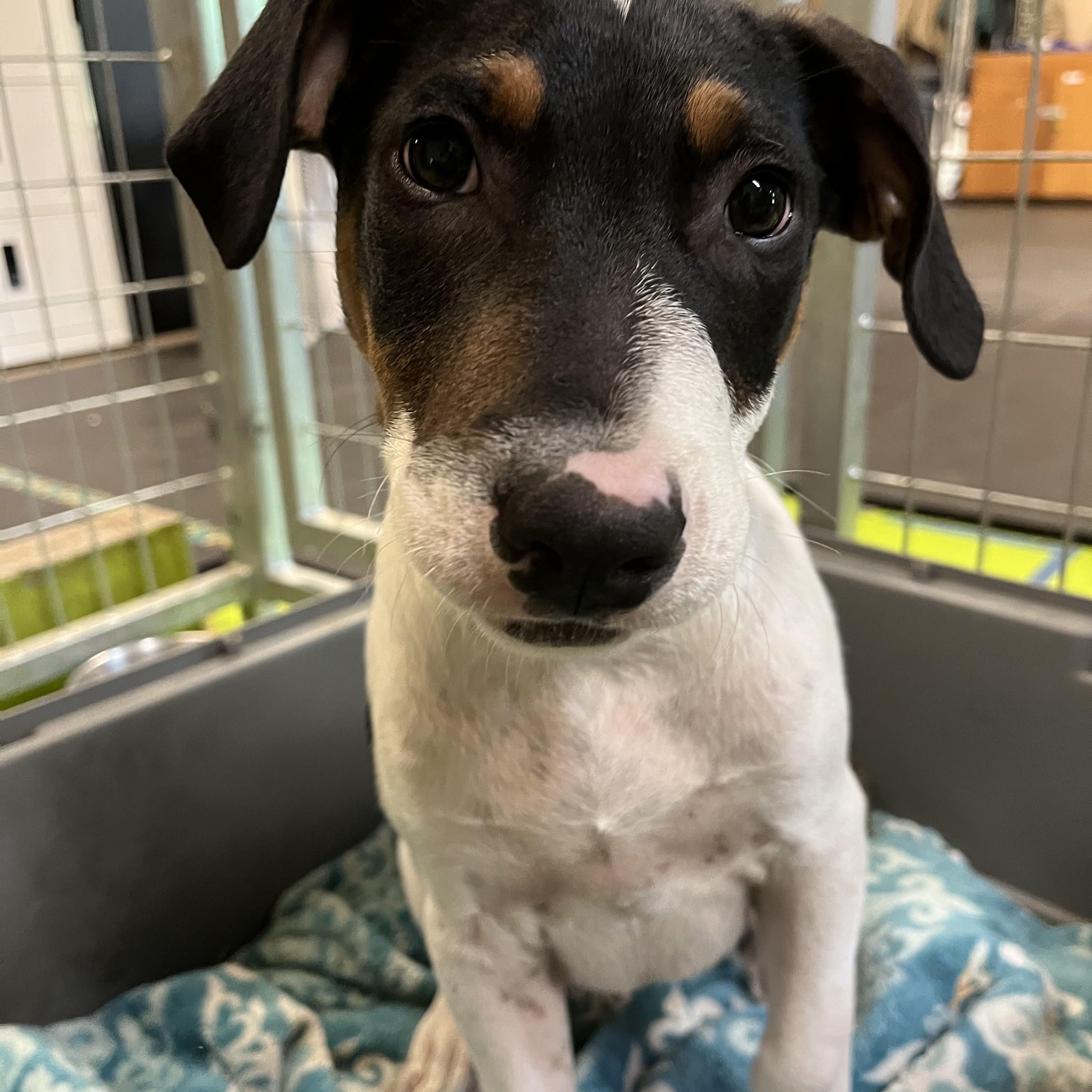 This little 22 pound 3-month-old boy is absolutely adorable He has just arrived to Canine Connectio