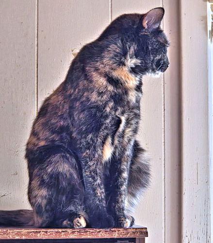 Enlarge Joyous, a Adoptable Tortoiseshell in Rutherfordton, NC image 1/3