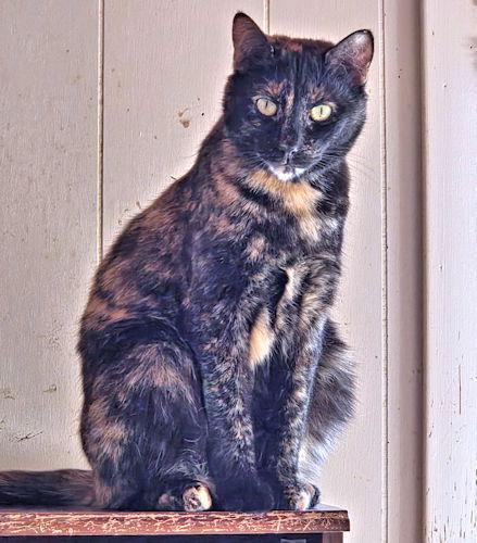 Enlarge Joyous, a Adoptable Tortoiseshell in Rutherfordton, NC image 2/3