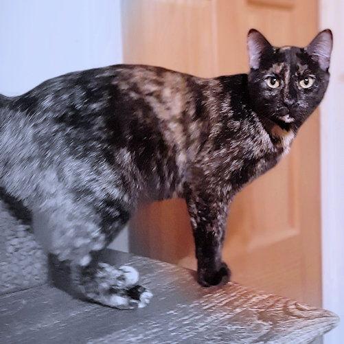 Joyous, a Adoptable Tortoiseshell in Rutherfordton, NC image 1/3