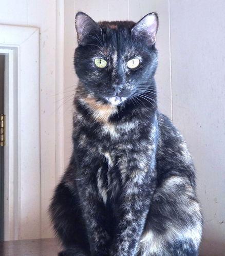 Enlarge Joyous, a Adoptable Tortoiseshell in Rutherfordton, NC image 3/3