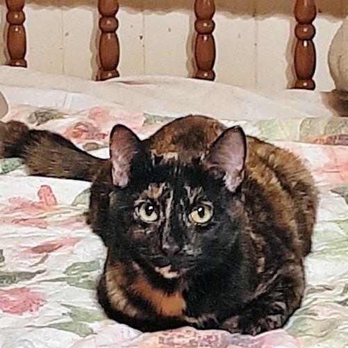 Joyous, a Adoptable Tortoiseshell in Rutherfordton, NC image 2/3