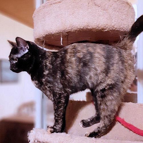 Joyous, a Adoptable Tortoiseshell in Rutherfordton, NC image 3/3