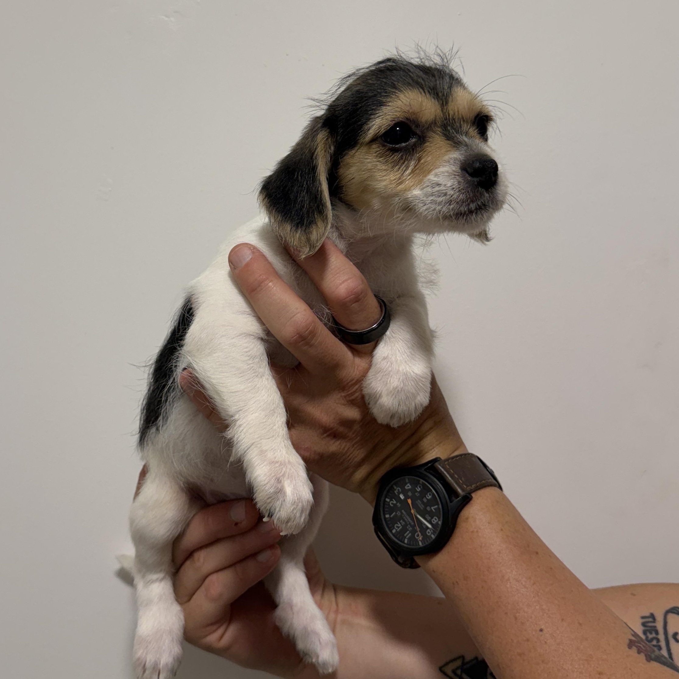 Otter, adopted, Puppy Female Chihuahua & Maltipoo.
