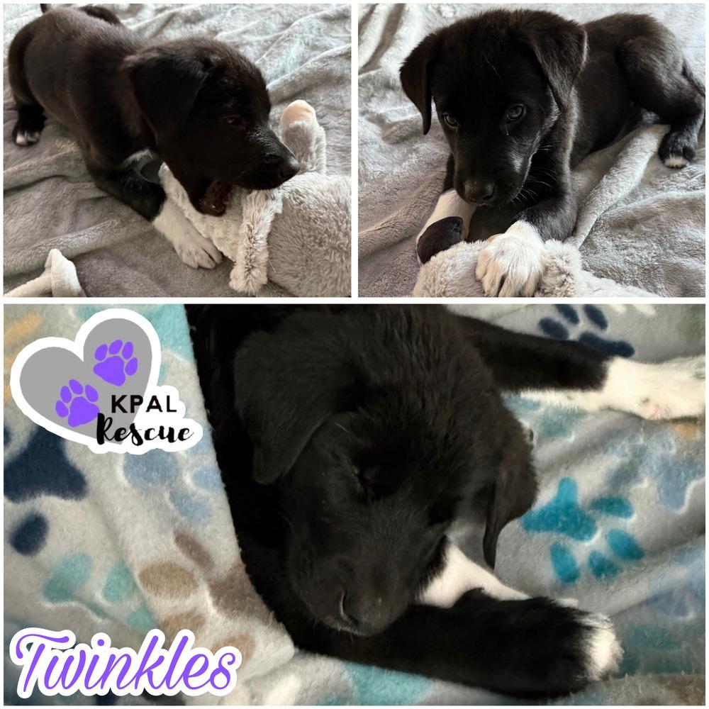 Twinkles, Adoptable, Puppy Male Mixed Breed & Mixed Breed.