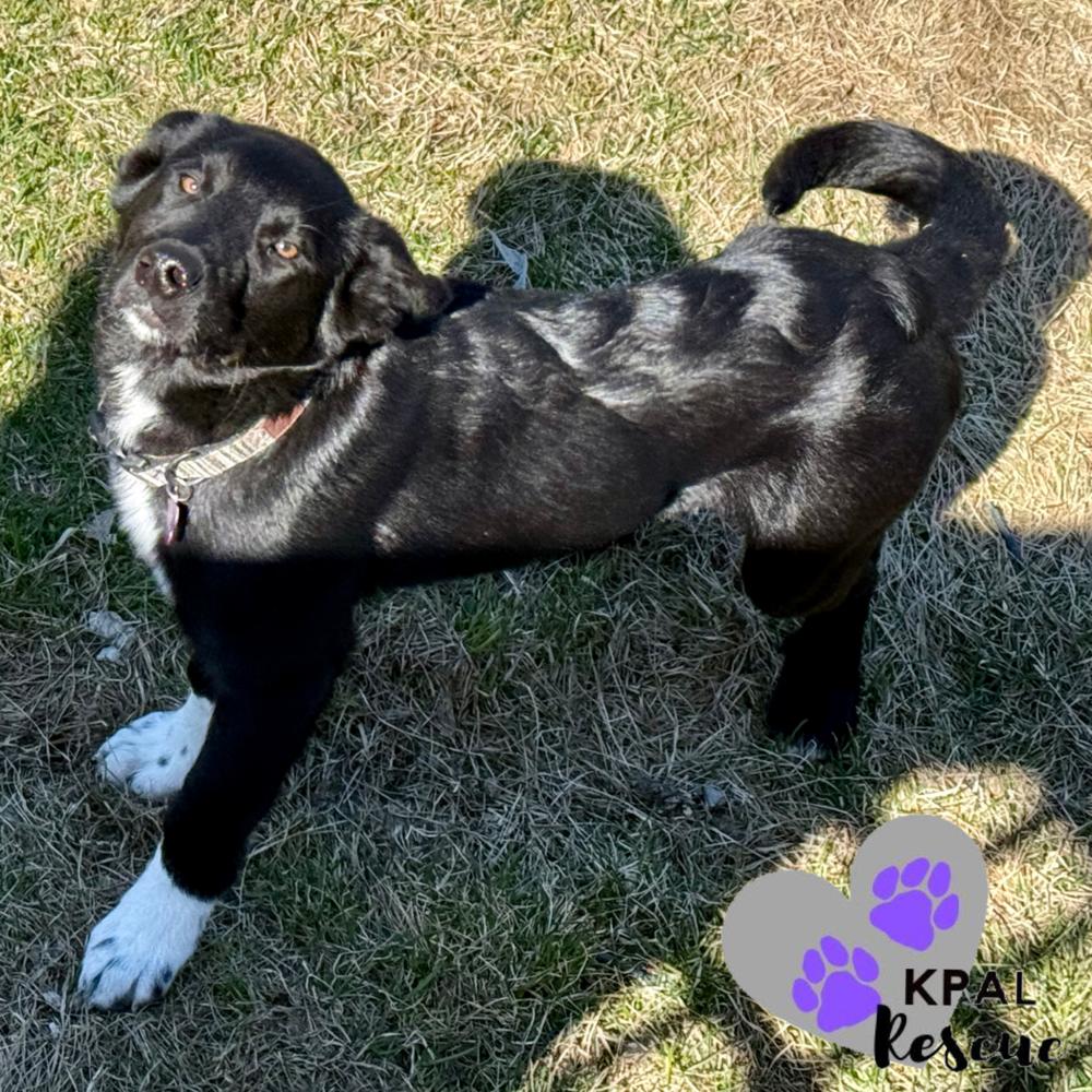Enlarge Twinkles, a Adoptable mixed breed in Kenai, AK image 2/4