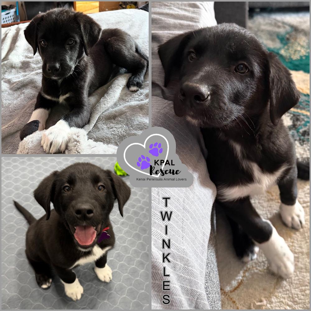 Enlarge Twinkles, a Adoptable mixed breed in Kenai, AK image 2/2
