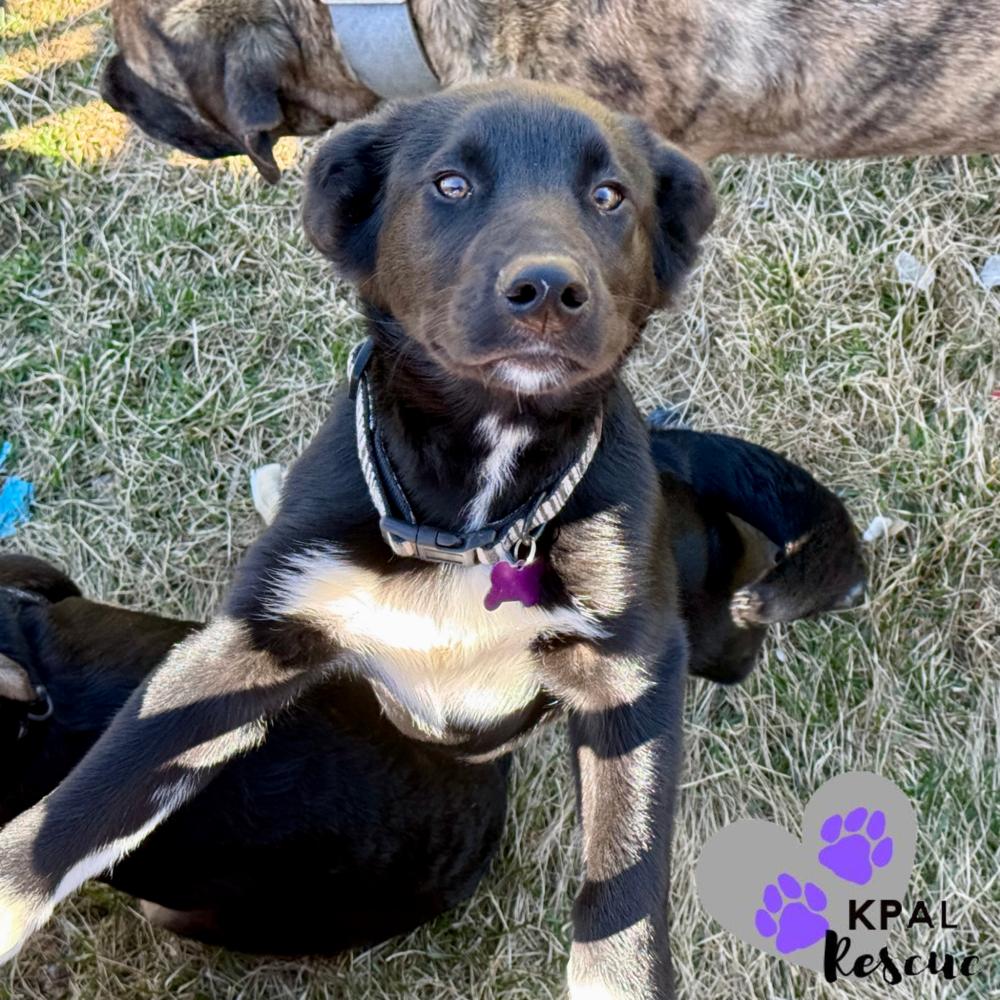Enlarge Twinkles, a Adoptable mixed breed in Kenai, AK image 4/4
