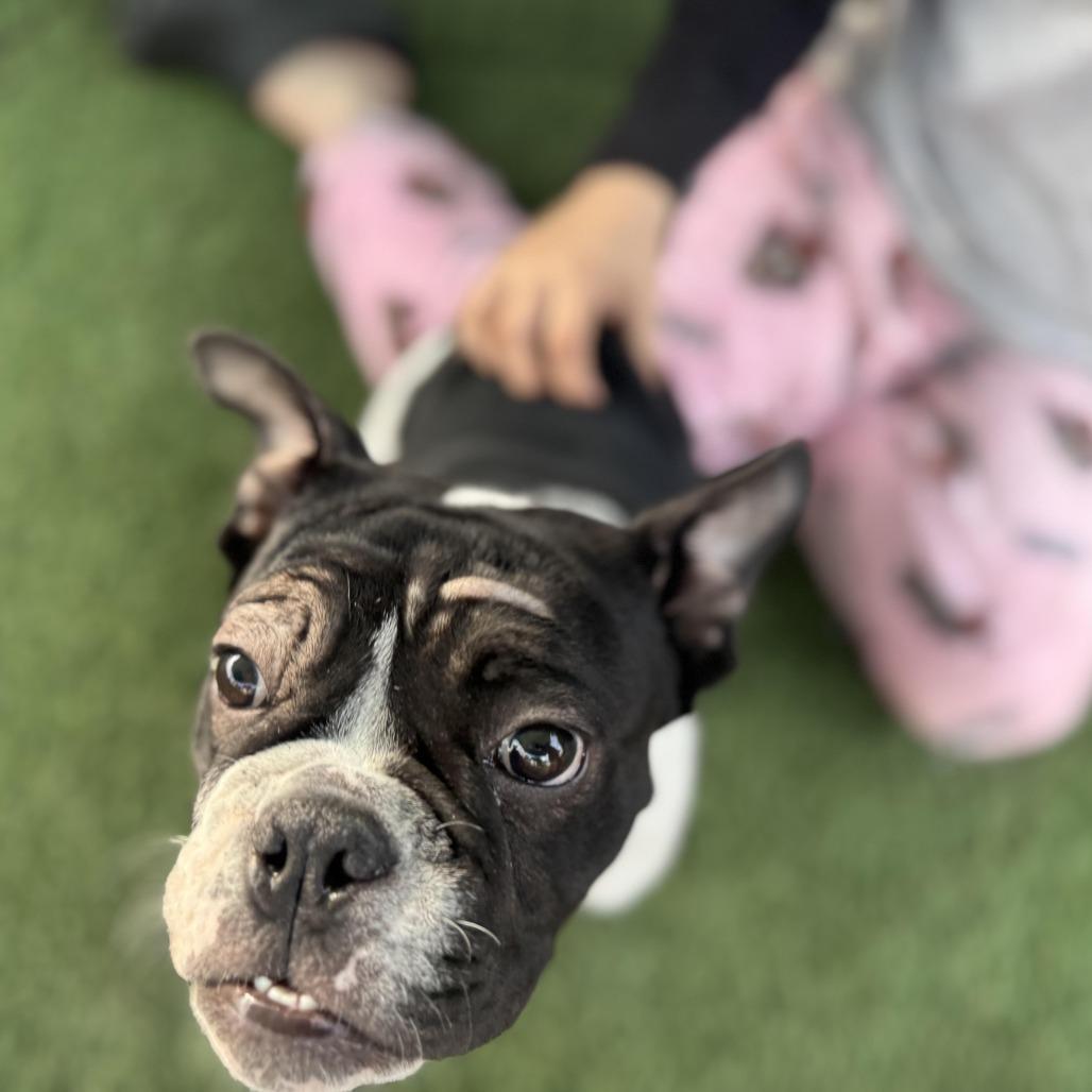 Roomba, adoptable, Puppy Female English Bulldog.