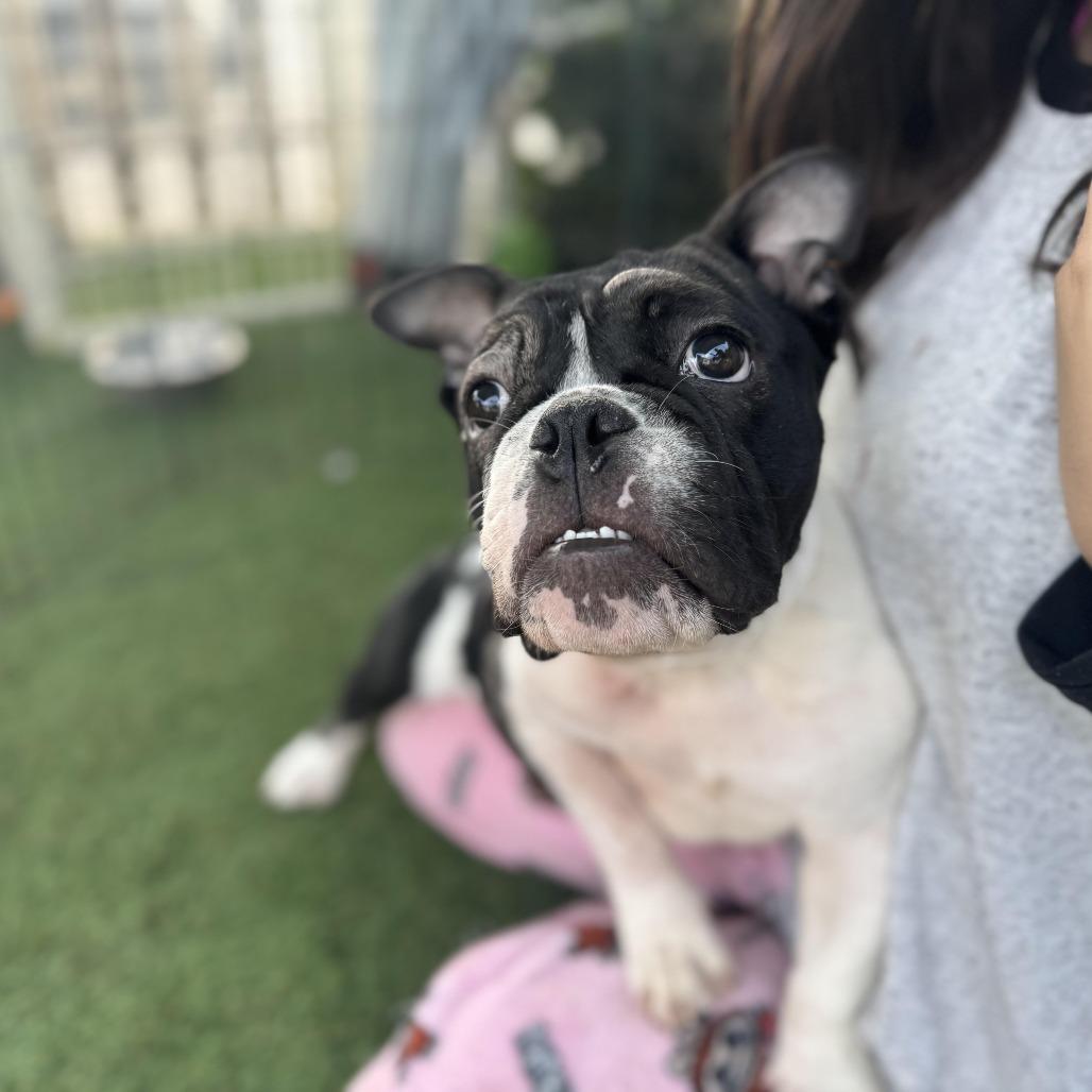 Enlarge Roomba, an adoption pending mixed breed in Los Angeles, CA image 2/6