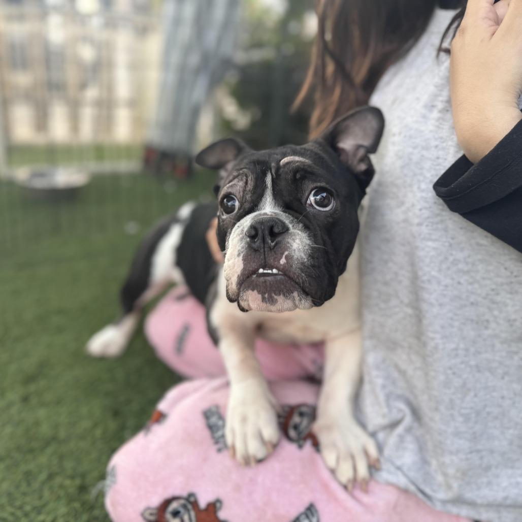 Enlarge Roomba, an adoption pending mixed breed in Los Angeles, CA image 3/6
