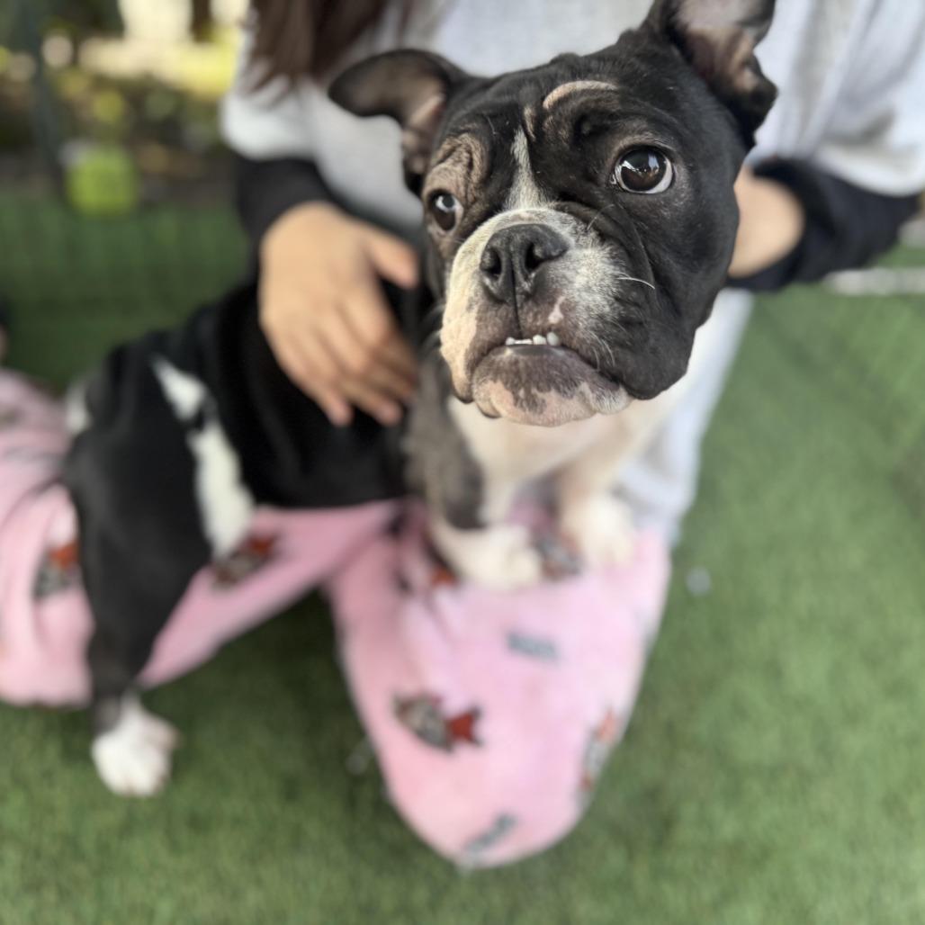 Enlarge Roomba, an adoption pending mixed breed in Los Angeles, CA image 4/6