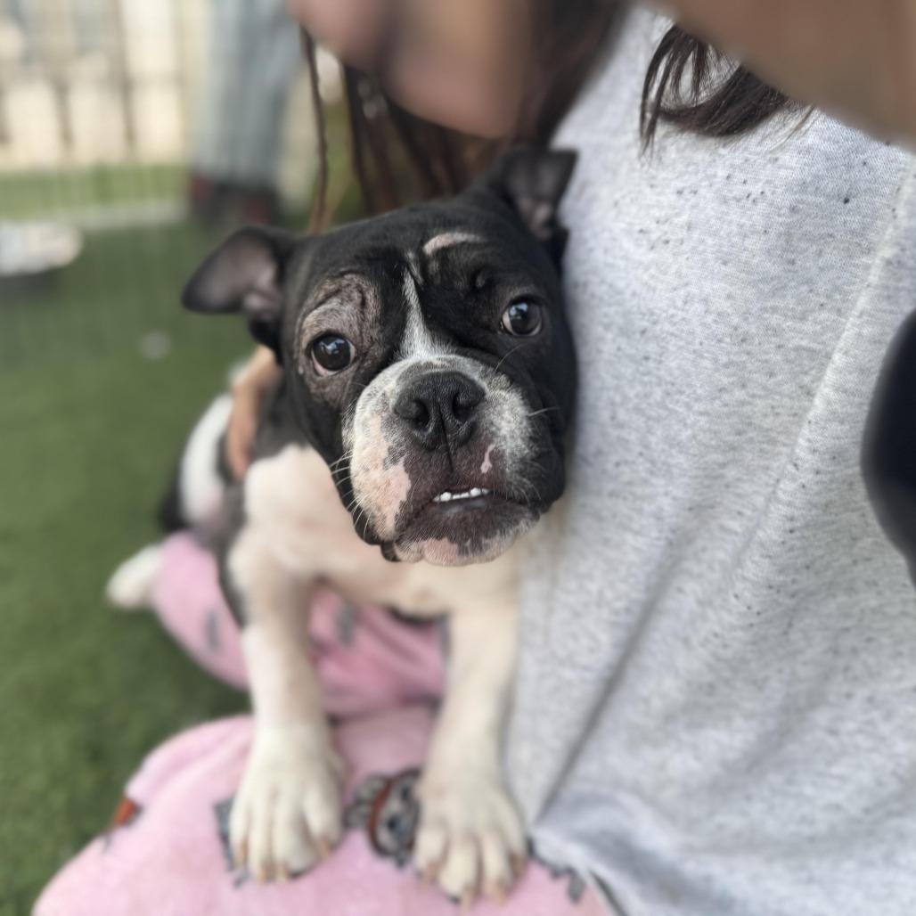 Enlarge Roomba, an adoption pending mixed breed in Los Angeles, CA image 5/6