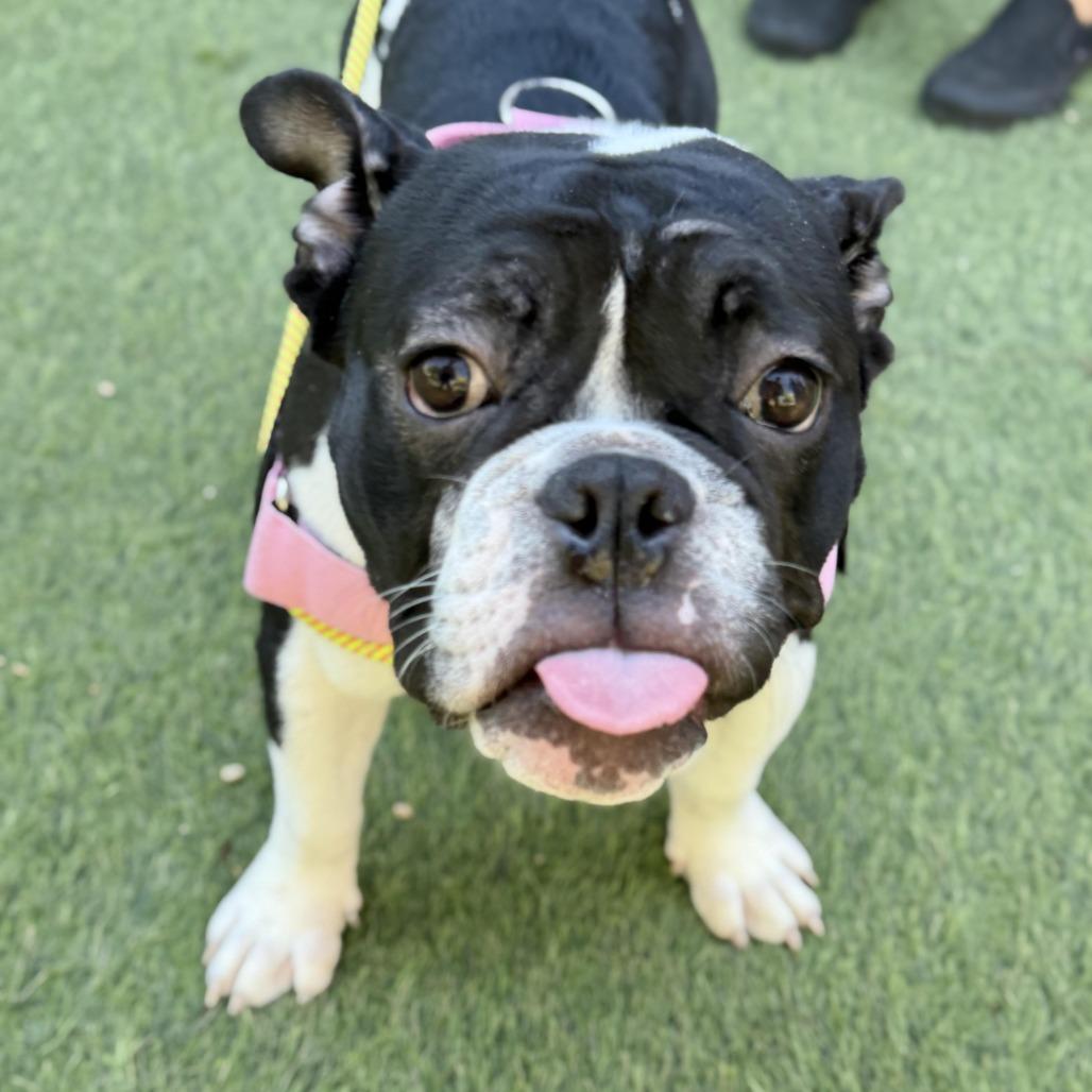 Enlarge Roomba, an adoption pending mixed breed in Los Angeles, CA image 6/6