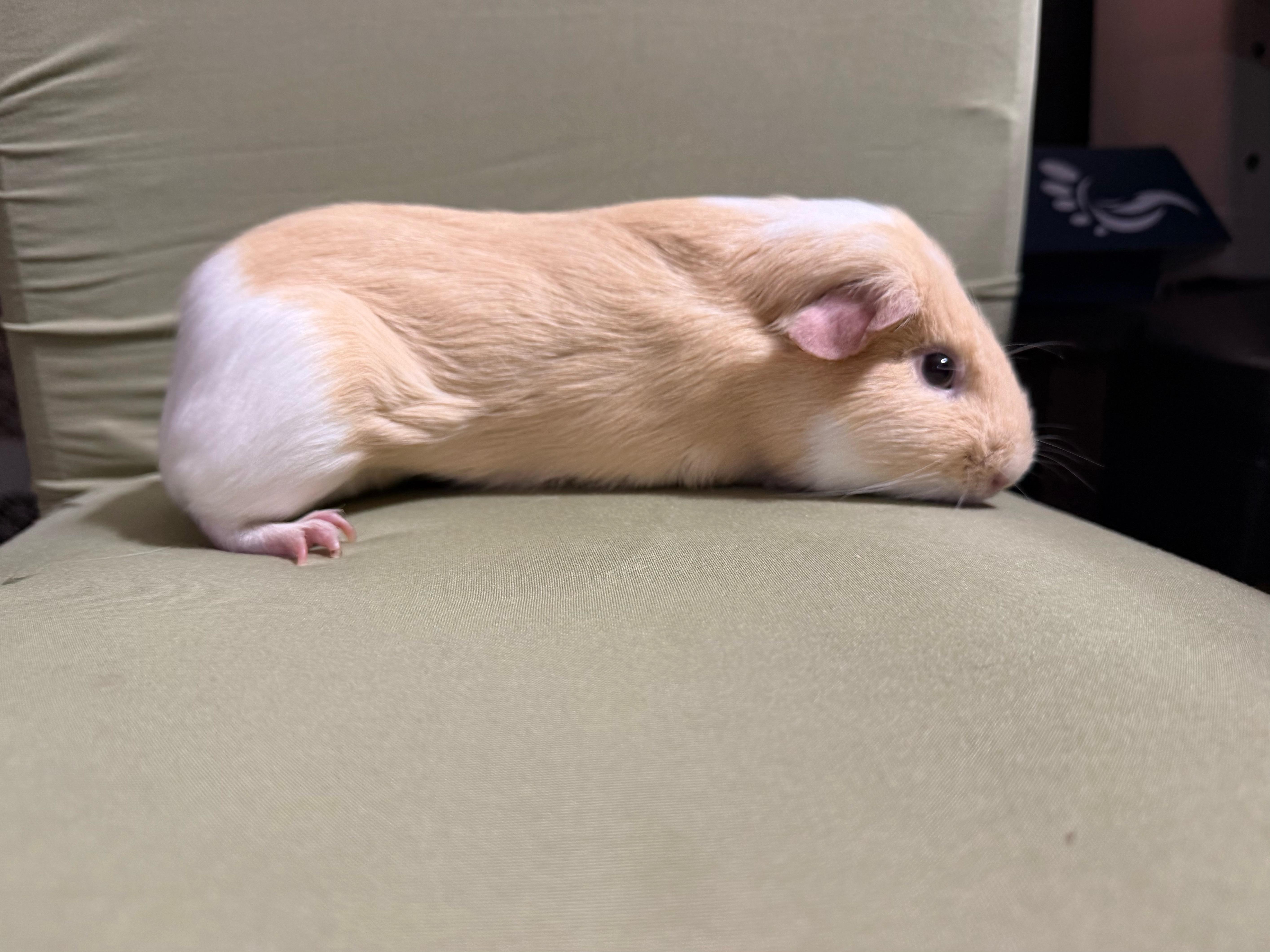 P-nut, an adopted Guinea Pig in Andover, CT image 3/4