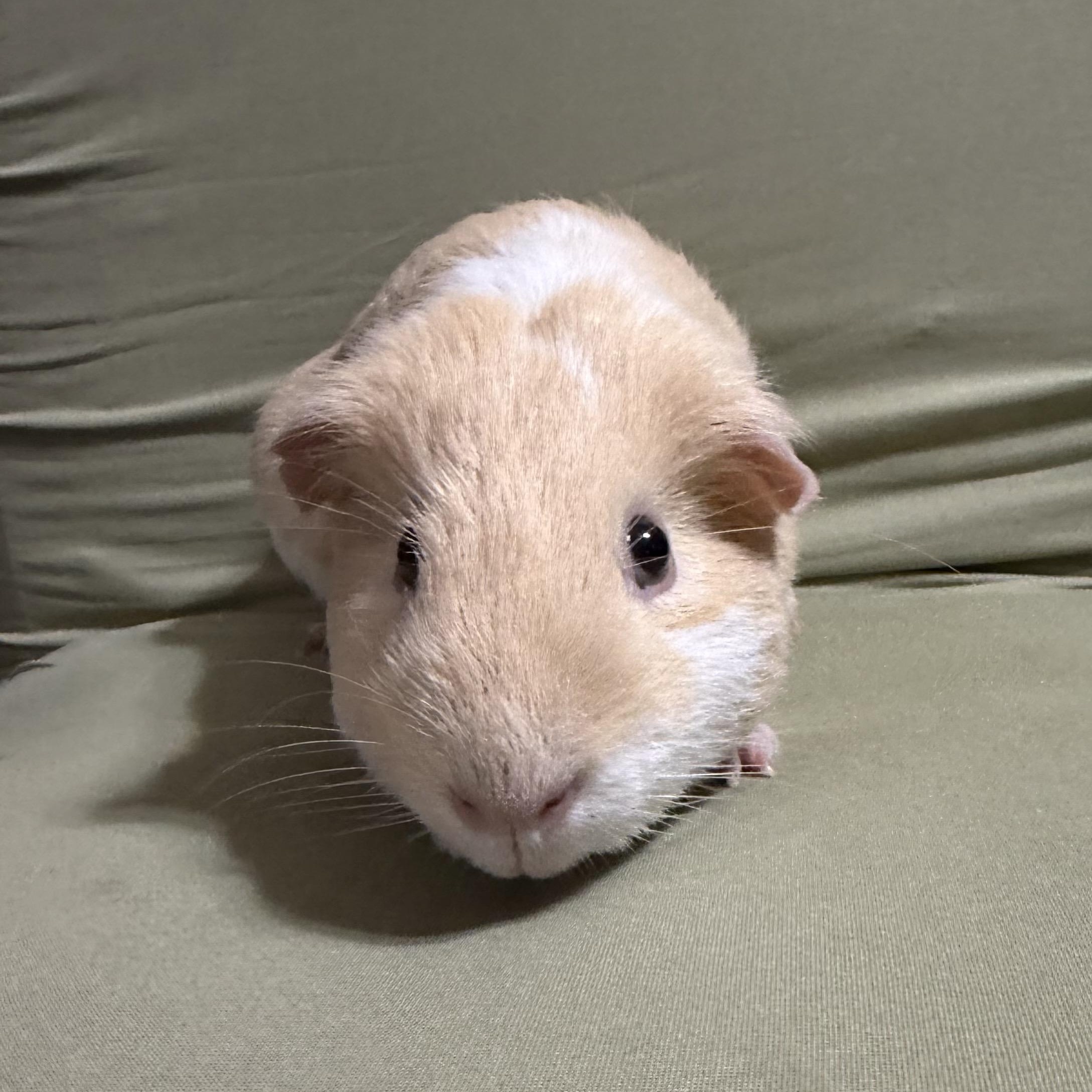 P-nut, an adopted Guinea Pig in Andover, CT image 2/4