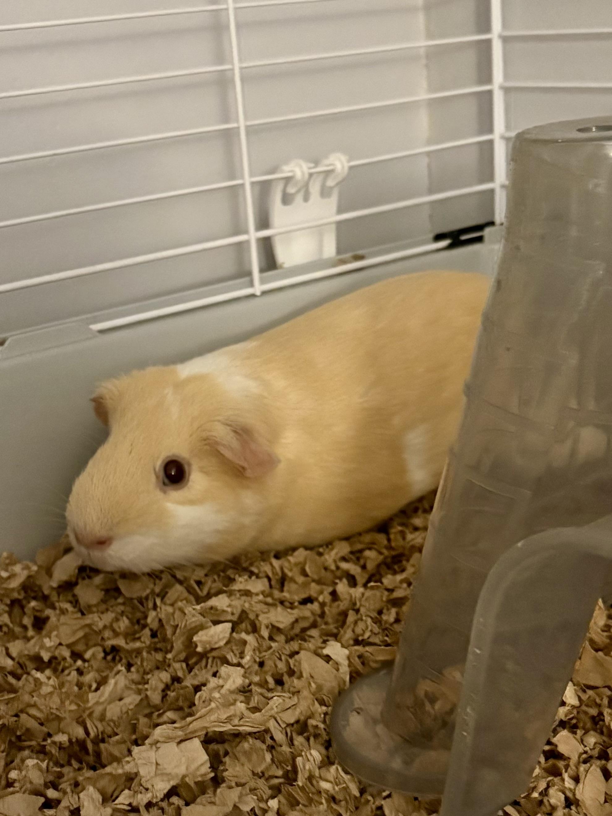 P-nut, an adopted Guinea Pig in Andover, CT image 4/4
