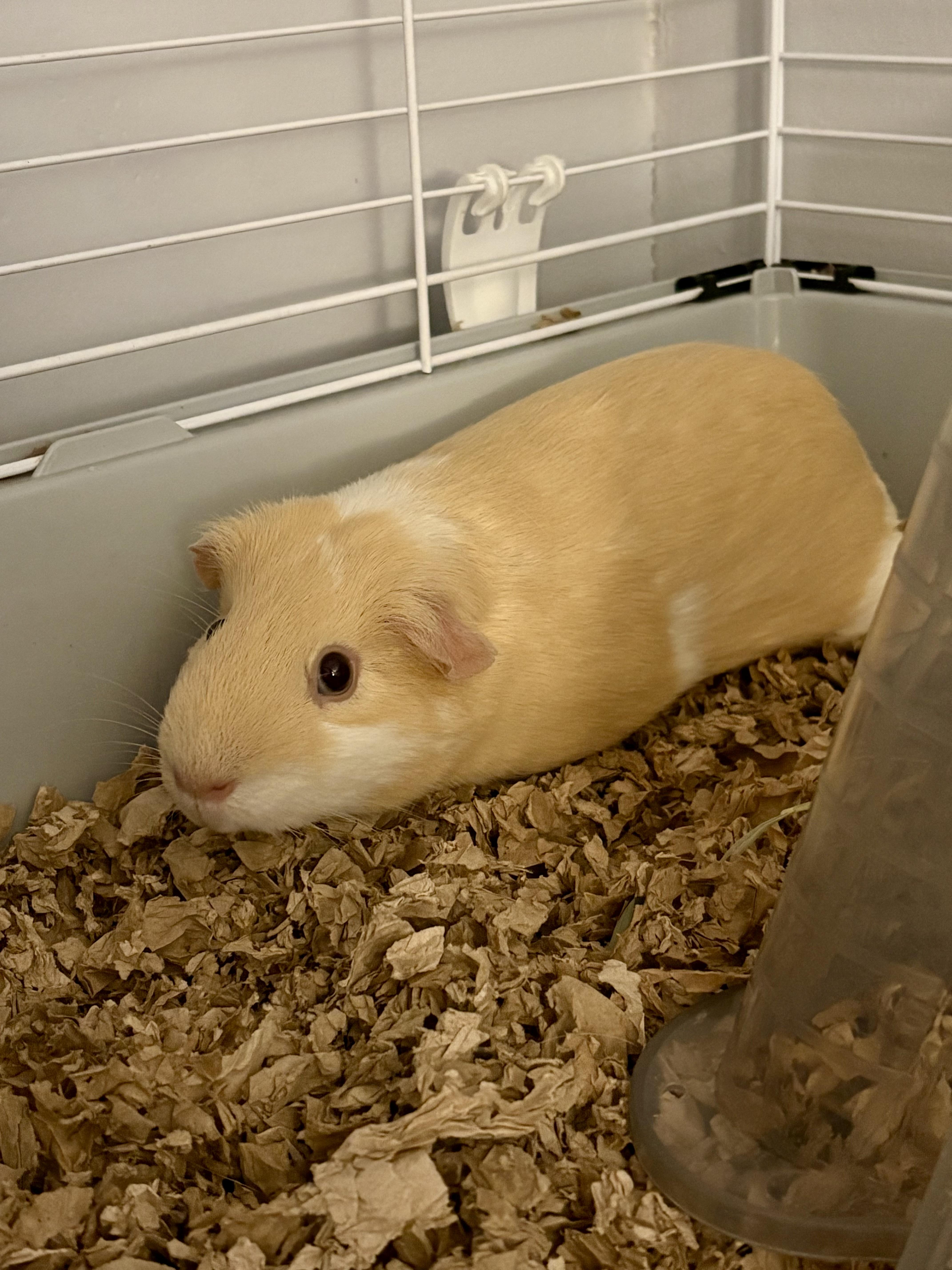 P-nut, an adopted Guinea Pig in Andover, CT image 1/4