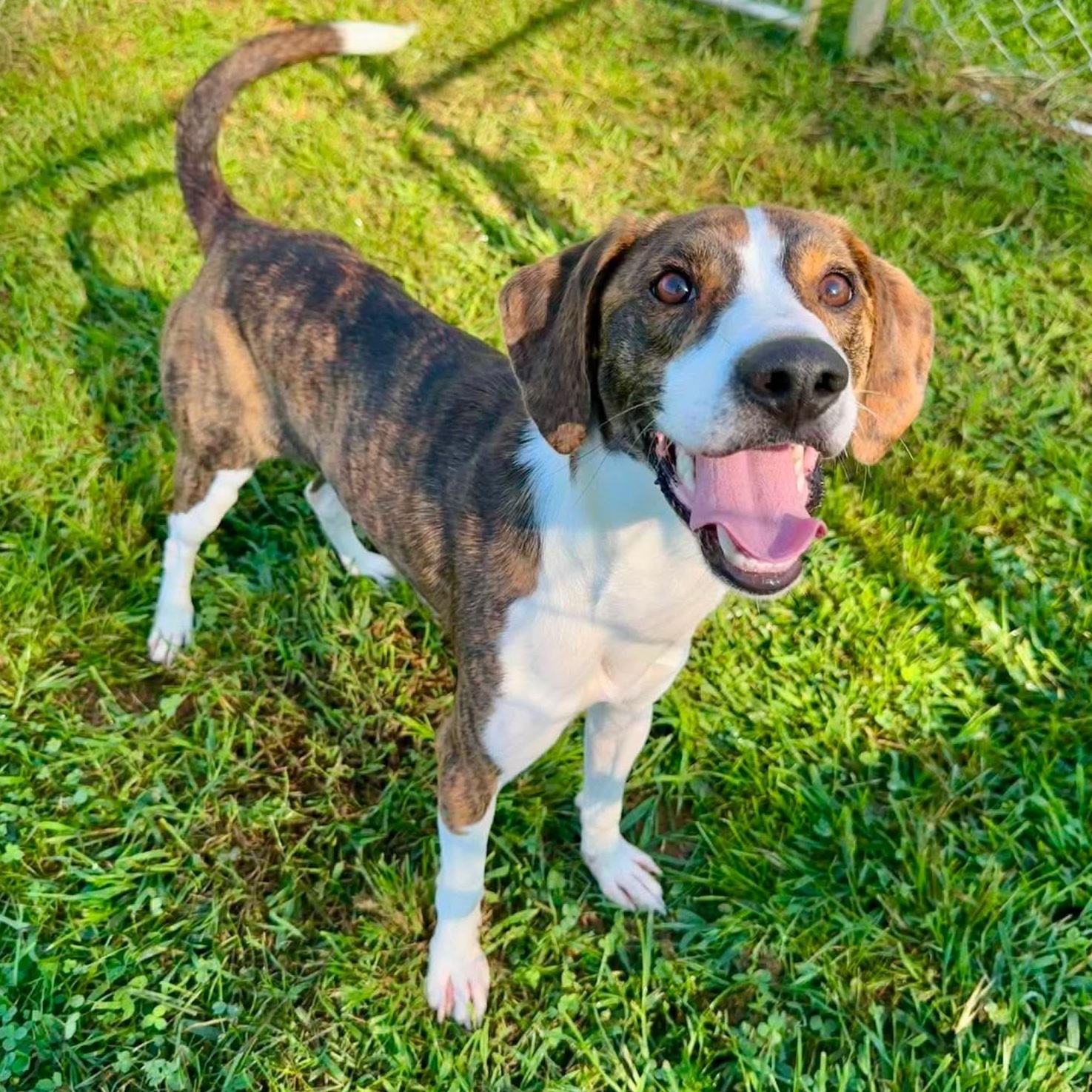 Nathan, Adopted, Young Male Plott Hound & Mountain Cur.