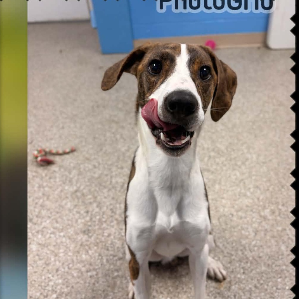Enlarge Nathan, a Adopted mixed breed in Newington, CT image 4/5