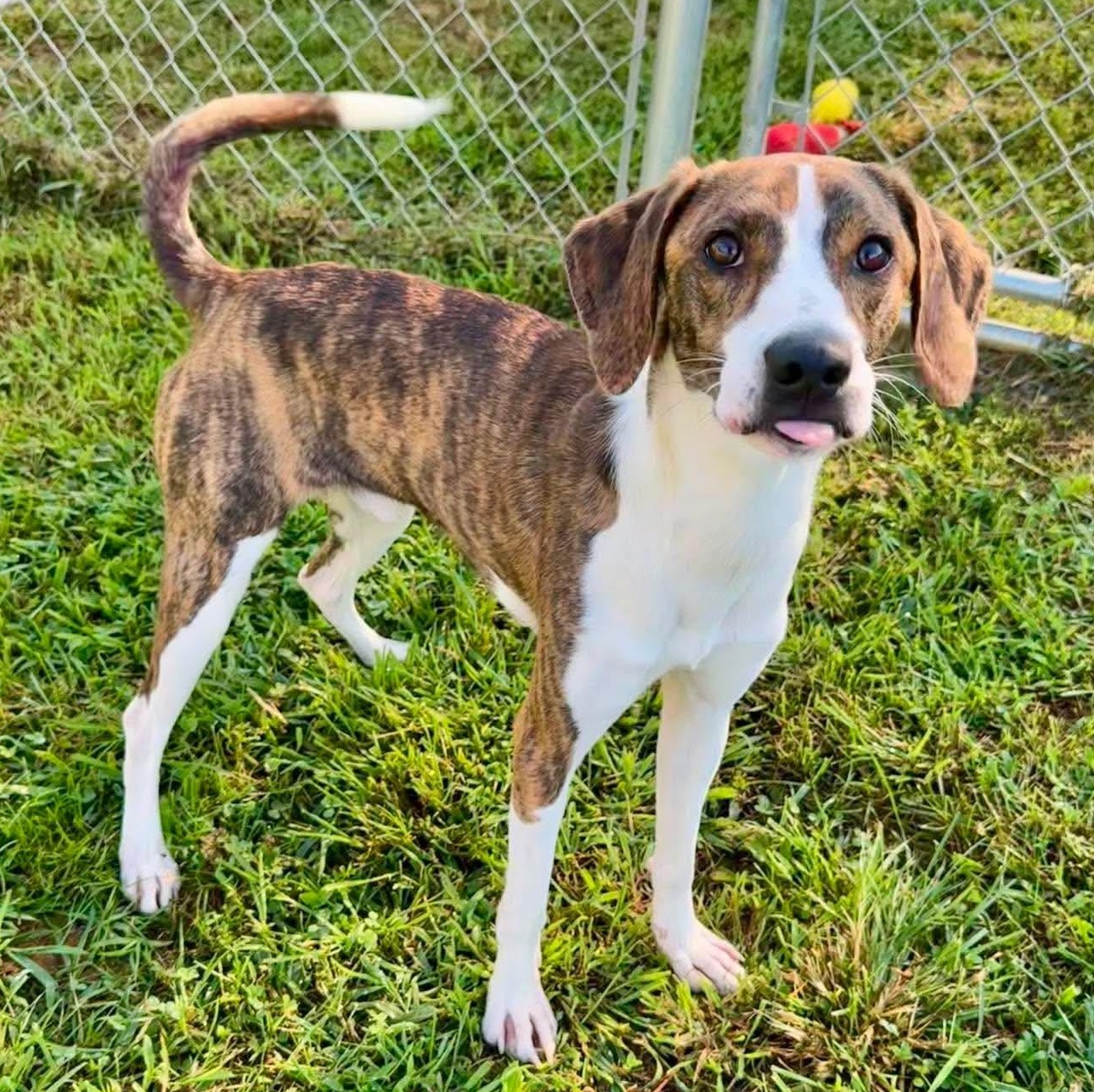 Enlarge Nathan, a Adopted mixed breed in Newington, CT image 2/5