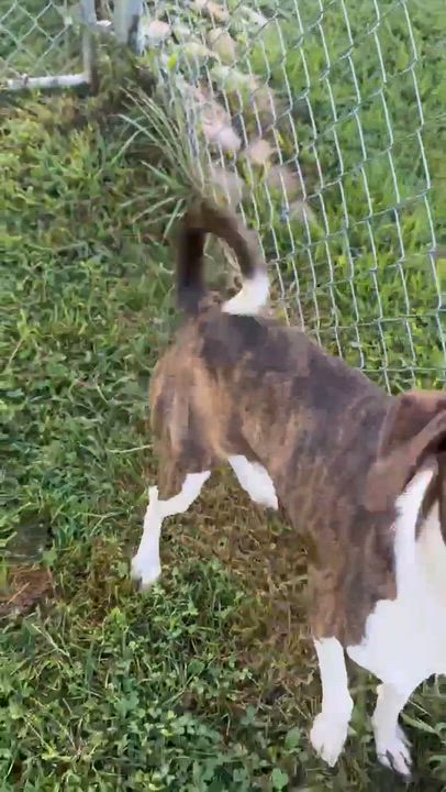 Enlarge Nathan, a Adopted mixed breed in Newington, CT video 5/5