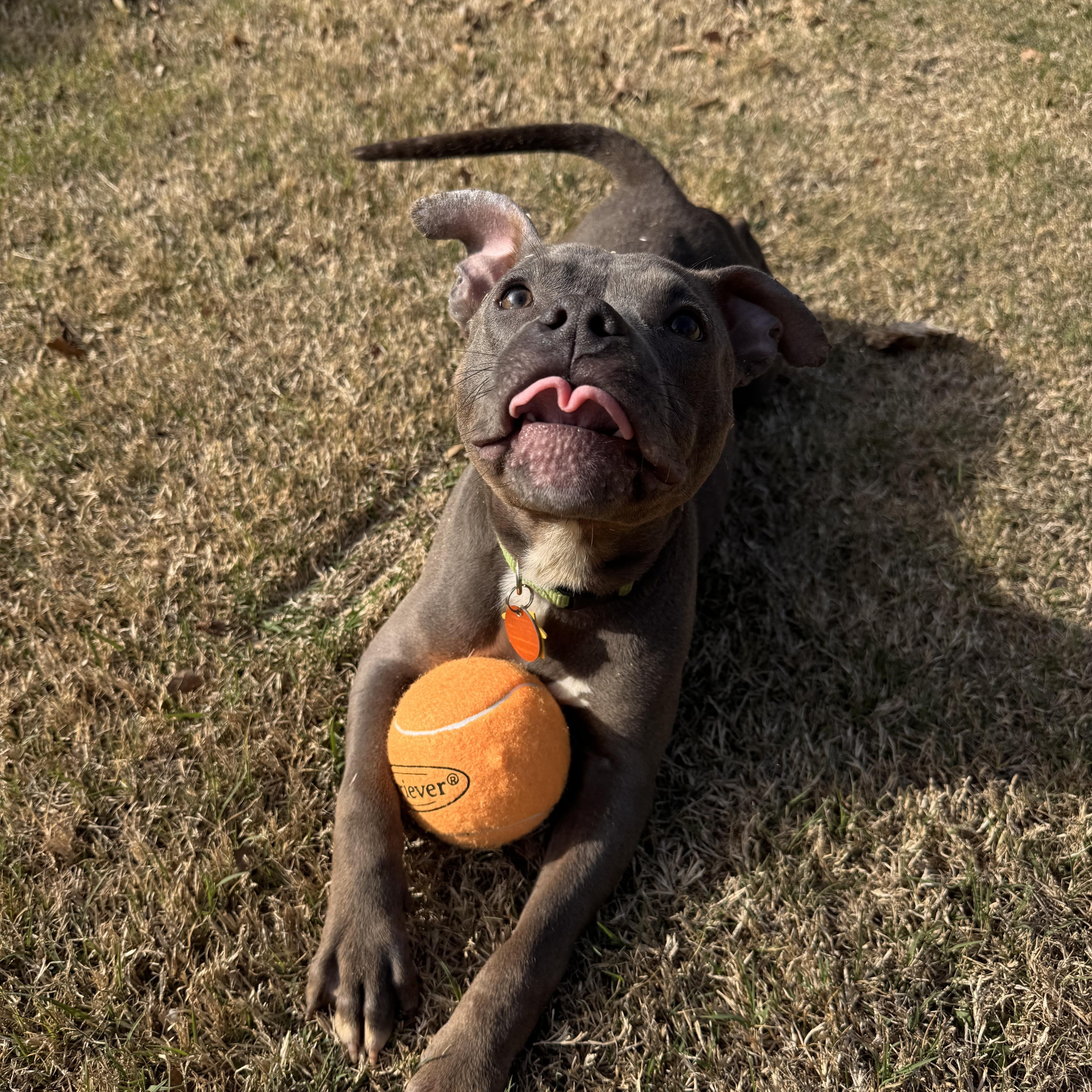 Enlarge Otis, an adopted mixed breed in Choctaw, OK image 4/4