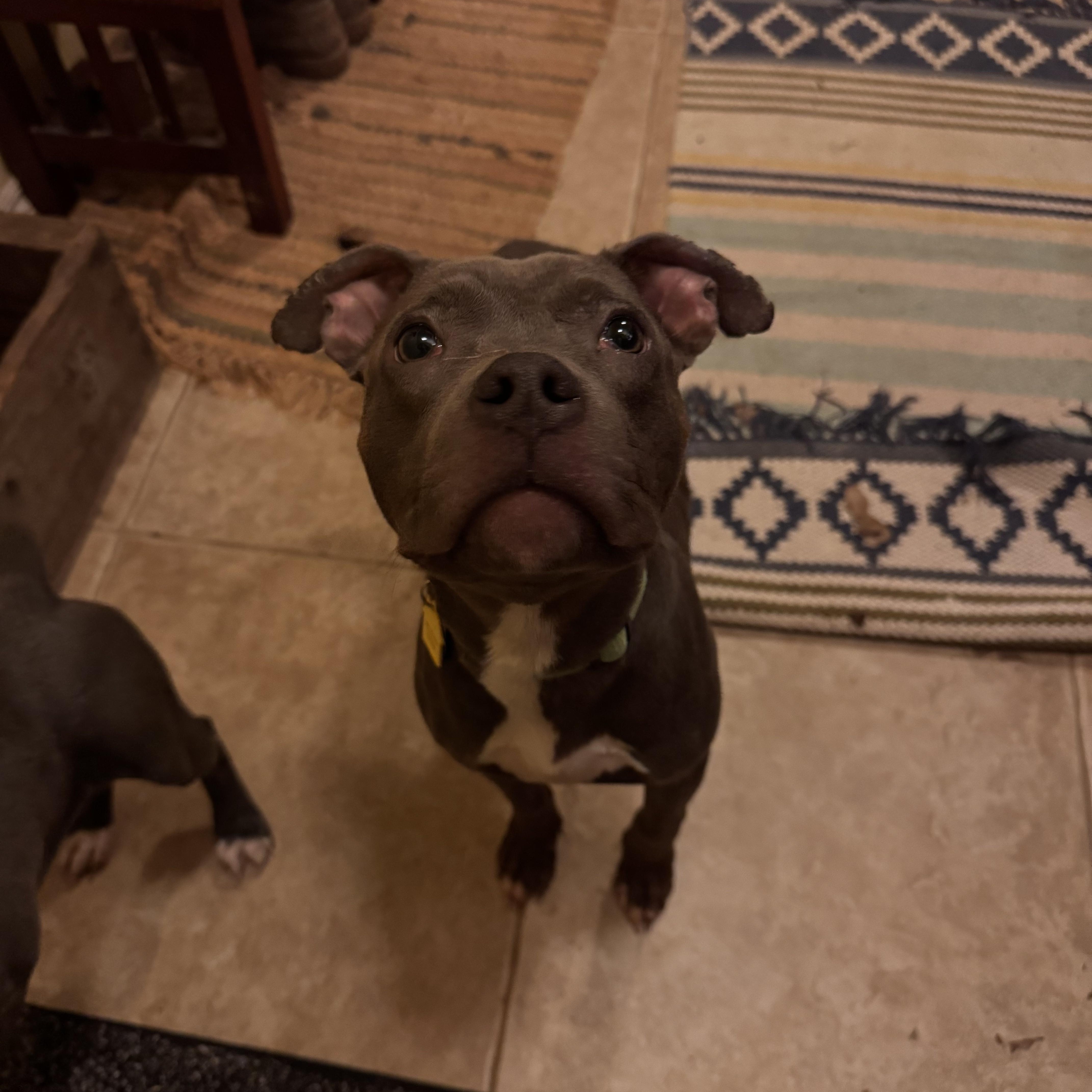 Enlarge Otis, an adopted mixed breed in Choctaw, OK image 3/4