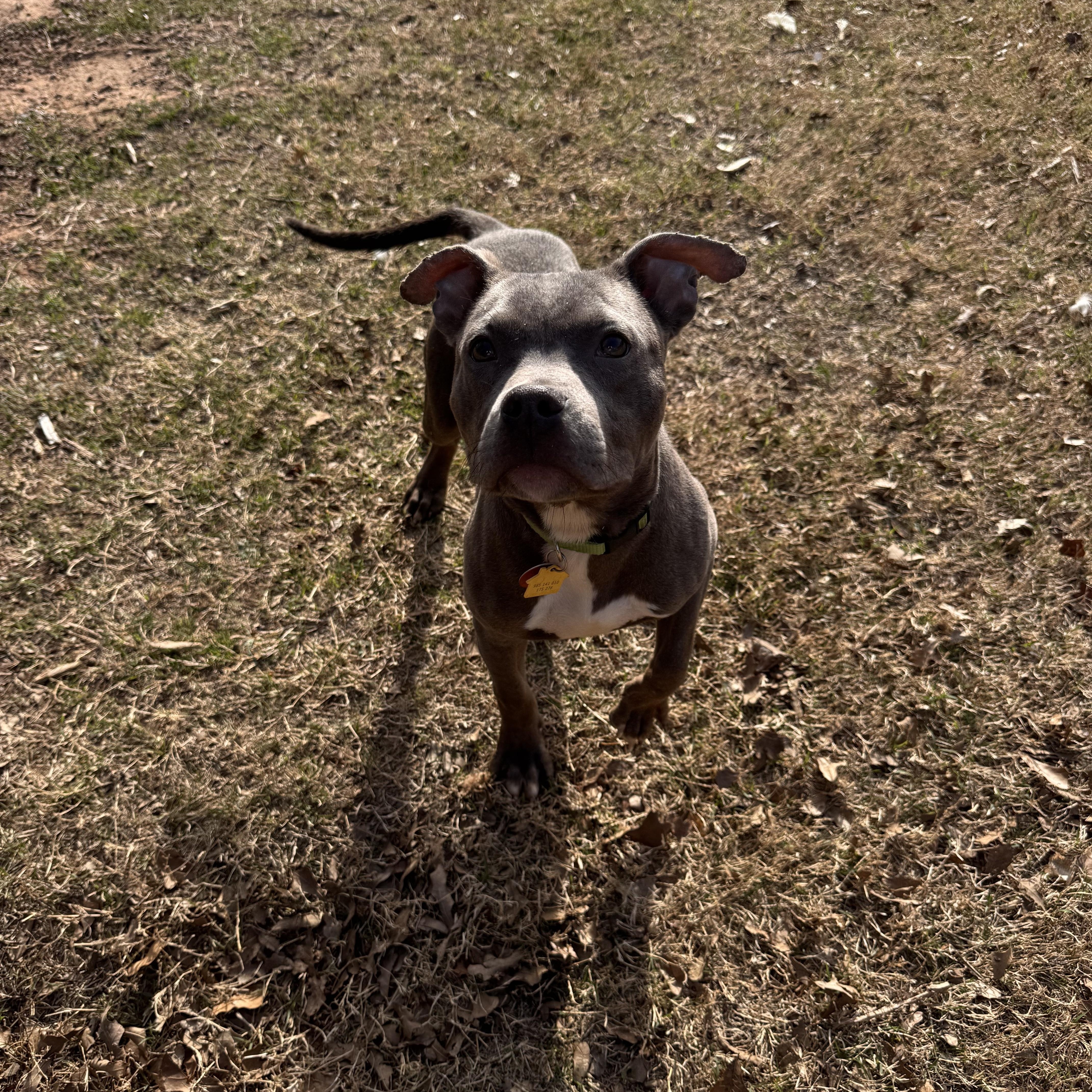 Otis, adopted, Young Male American Staffordshire Terrier & Pit Bull Terrier.