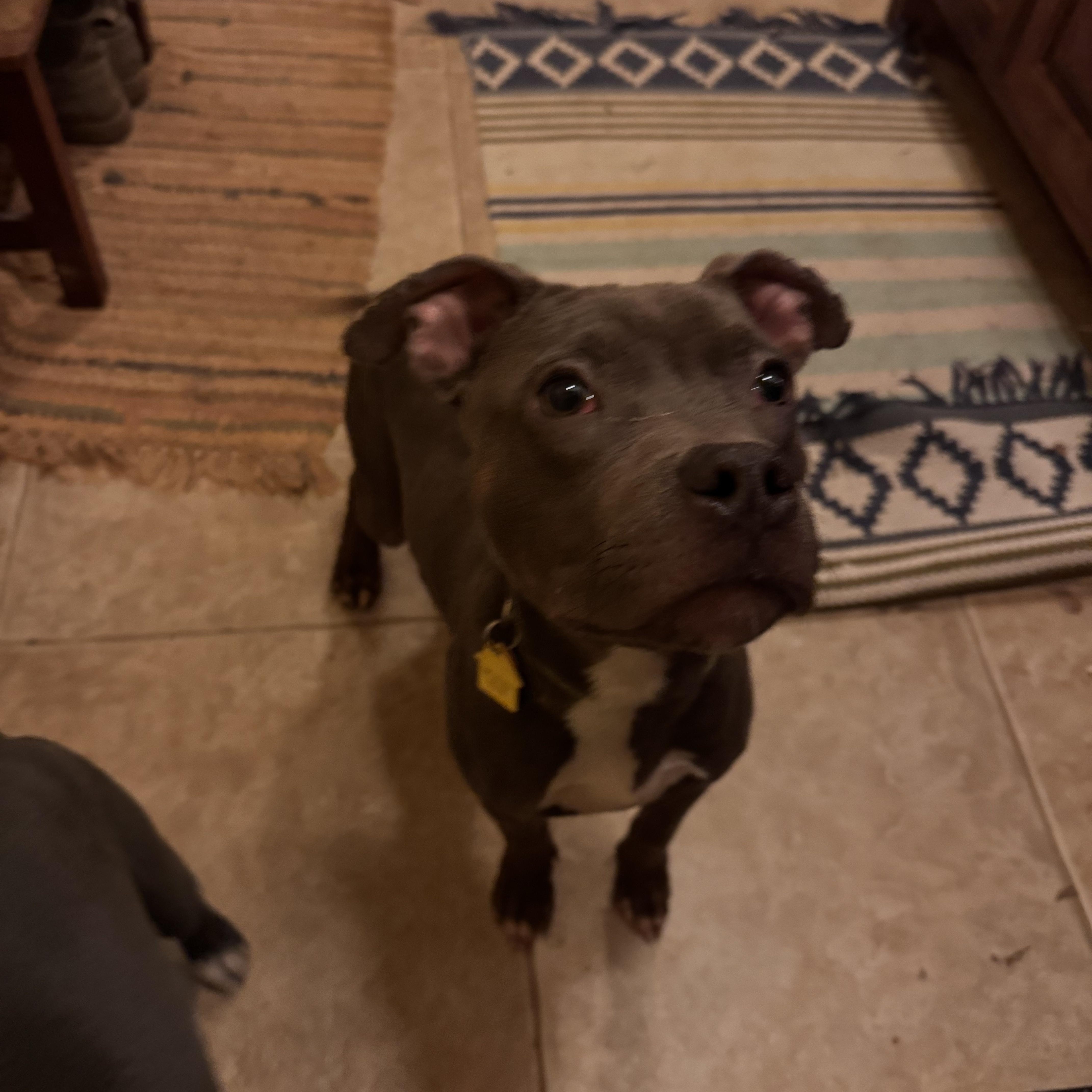 Enlarge Otis, an adopted mixed breed in Choctaw, OK image 2/4
