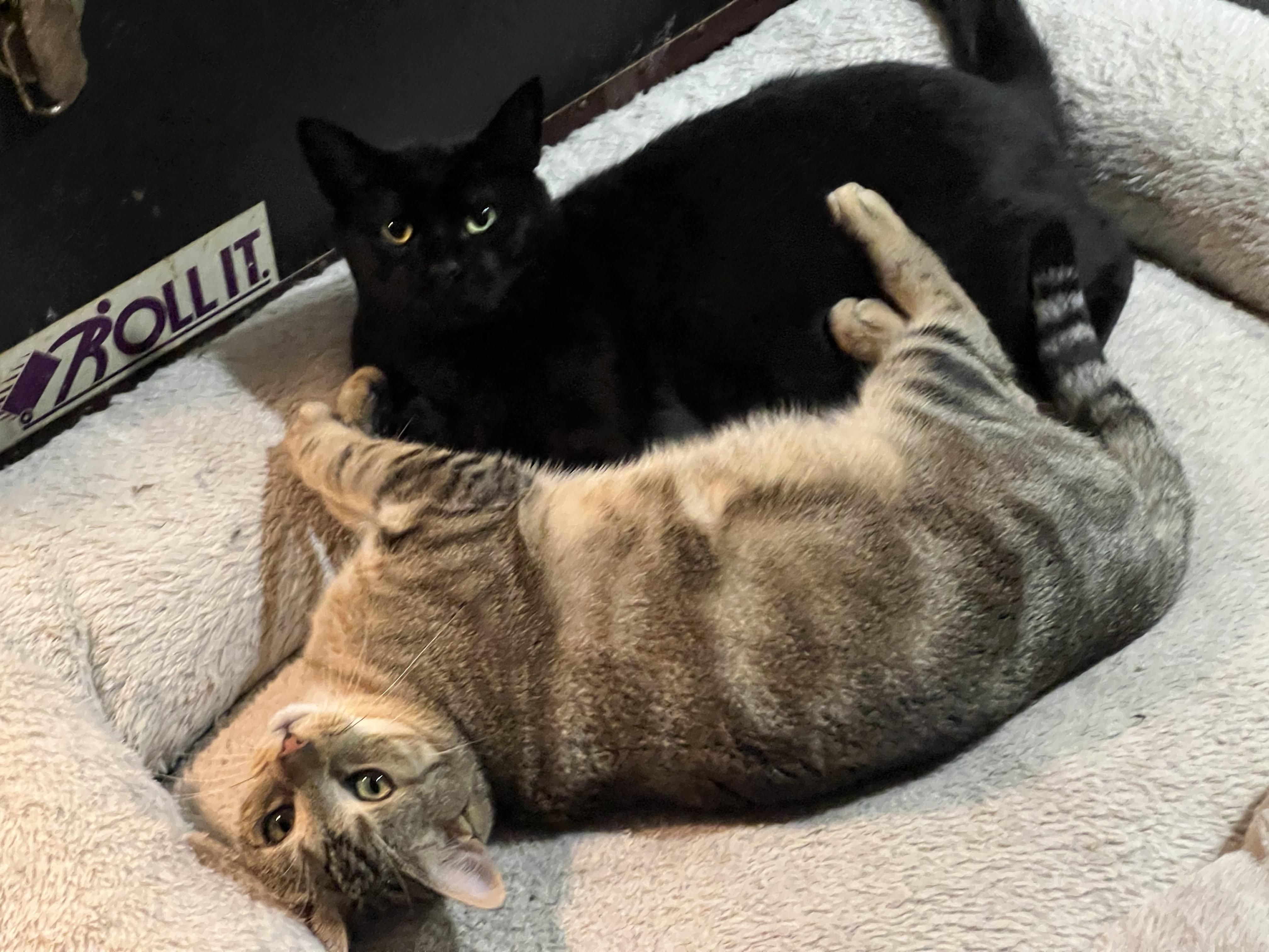Caesar & Blake, Adoptable, Young Male American Shorthair.