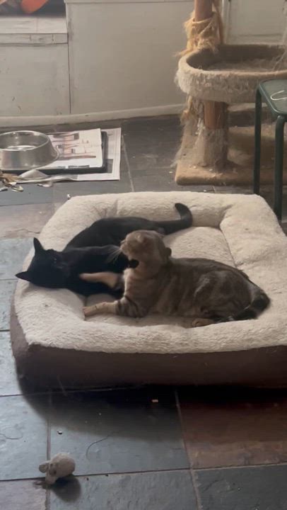 Enlarge Caesar & Blake, a Adoptable American Shorthair in Jersey City, NJ video 3/6