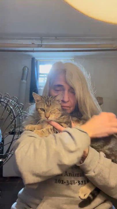 Enlarge Caesar & Blake, a Adoptable American Shorthair in Jersey City, NJ video 4/6