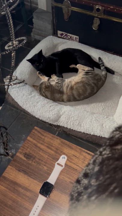 Enlarge Caesar & Blake, a Adoptable American Shorthair in Jersey City, NJ video 1/6