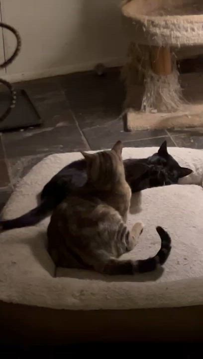 Enlarge Caesar & Blake, a Adoptable American Shorthair in Jersey City, NJ video 5/6