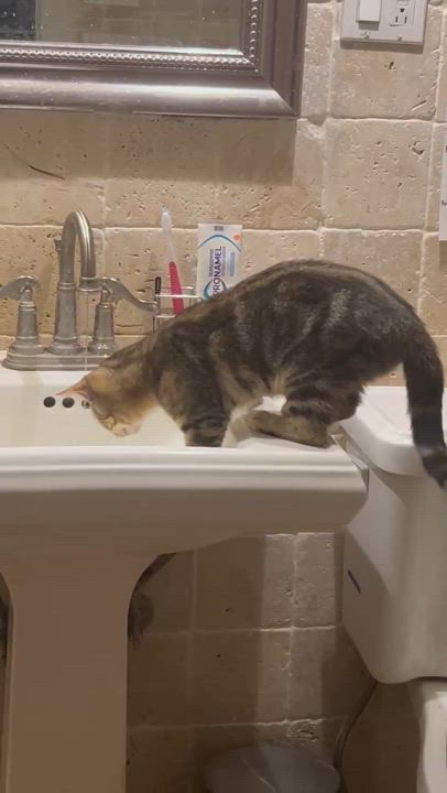 Enlarge Caesar & Blake, a Adoptable American Shorthair in Jersey City, NJ video 6/6