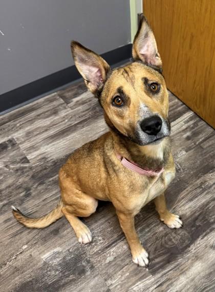 Enlarge Hestia, a Adoptable mixed breed in Willmar, MN image 1/2