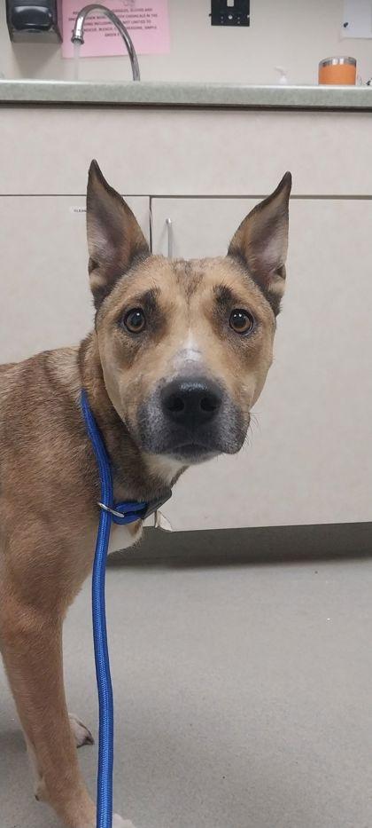 Enlarge Hestia, a Adoptable mixed breed in Willmar, MN image 2/2