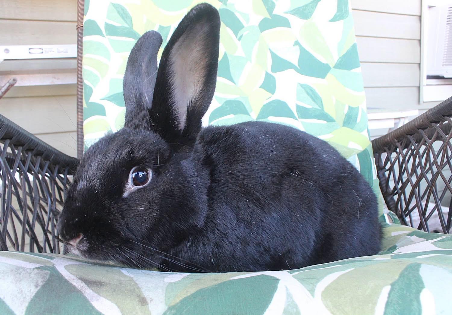 Enlarge Jacqueline, a Adoptable Satin in Hillside, NJ image 2/3
