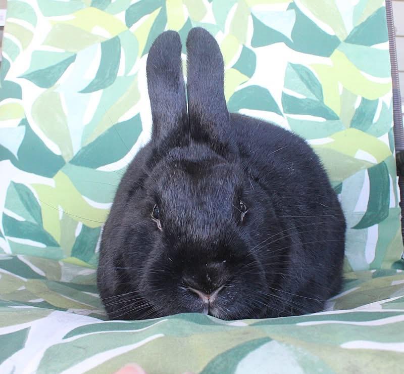 Enlarge Jacqueline, a Adoptable Satin in Hillside, NJ image 3/3