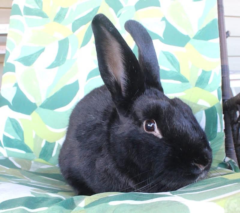 Jacqueline, Adoptable, Adult Female Satin.